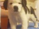 Disponible de suite Chiots St Bernard