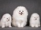 je vous presente des chiots spitz nain