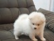 formidable  chiots spitz nain lof