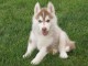 Chiots husky siberien pour bonne maman