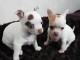 Chiots disponibles pour adoptions