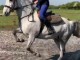 BEAUTIFUL  CONNEMARA HORSE