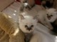 Chatons Ragdoll Disponible