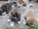 Disponible de suite Chiots AKITA