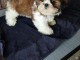 Disponible de suite Chiots SHIH TZU