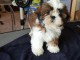 Disponible de suite Chiots SHIH TZU