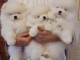 Disponible de suite Chiots Spitz Nain Poméranien