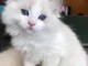 chatons Ragdolls Disponible de suite