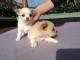 Disponible de suite Chiots Chihuahua