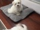 Disponible de suite Chiots Bichons Maltais