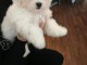 Disponible de suite Chiots Bichons Maltais