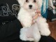 Disponible de suite Chiots Bichons Maltais