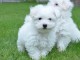 Magnifique bichons maltais