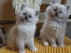 Magnifiques chatons Ragdoll a donner