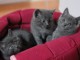 Adorable chatons Chartreux