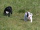 Chiots Bouledogues français disponible de suite