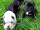 Chiots Bouledogues disponible de suite