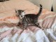 Disponible de suite Chatons type Bengale