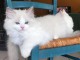 chatons Ragdolls Disponible de suite