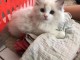 chatons Ragdolls Disponible de suite