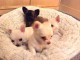 Disponible de suite Chiots Chihuahua