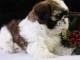 Chiots shih tzu pour bonne maison