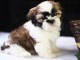 Chiots shih  tzu pour bonne maison