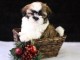 Chiots shih  tzu pour bonne maison