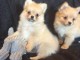 Disponible de suite Chiots Chihuahua Poils longs