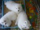 chiots samoyèdes disponible de suite