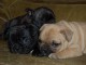 Disponible de suite Chiots Samoyède