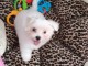 Disponible de suite Chiots Bichons Maltais