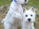 Disponible de suite Chiots Westies