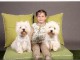 Disponible de suite Chiots Westies