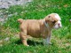 Disponible de suite Chiots Bouledogues Anglais