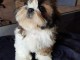 Disponible de suite Chiots SHIH TZU