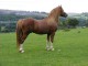 BEAUTIFUL CONNEMARA HORSE