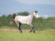  BEAUTIFUL CONNEMARA HORSE