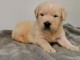 CHIOTS GOLDEN RETRIEVER l