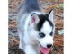 Chiots husky sibérien recherche