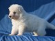 Chiots Berger Blanc Suisse