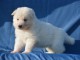 Chiots Berger Blanc Suisse