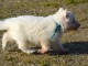 Chiots Berger Blanc Suisse 