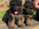 Chiots Berger Allemand Poil Long