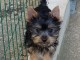 Chiots Australian Silky Terrier 