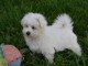 Chiot Coton de Tulear