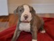 Chiots PITBULL Americain pour adoption