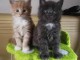 Adorables Chatons maine coon