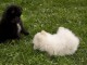 Adorables chiots spitz