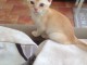 CHATONS BURMESE POUR LADOPTION